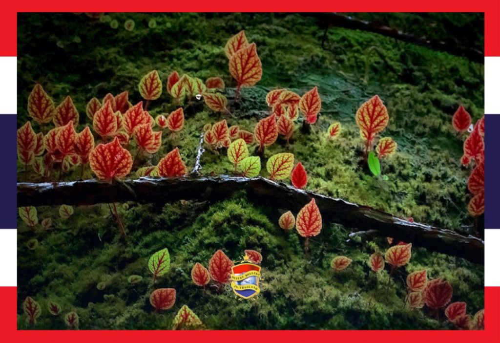 De regen in het nationaal park van Phitsanulok in Noord-Thailand veroorzaakt een kleurige bloemenpracht 
