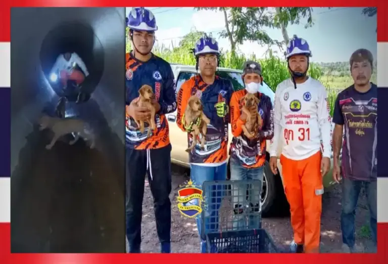Reddingswerkers van Hook 31 rukken uit om 4 pups te redden die in het riool van Nakhon Ratchasima vastzaten