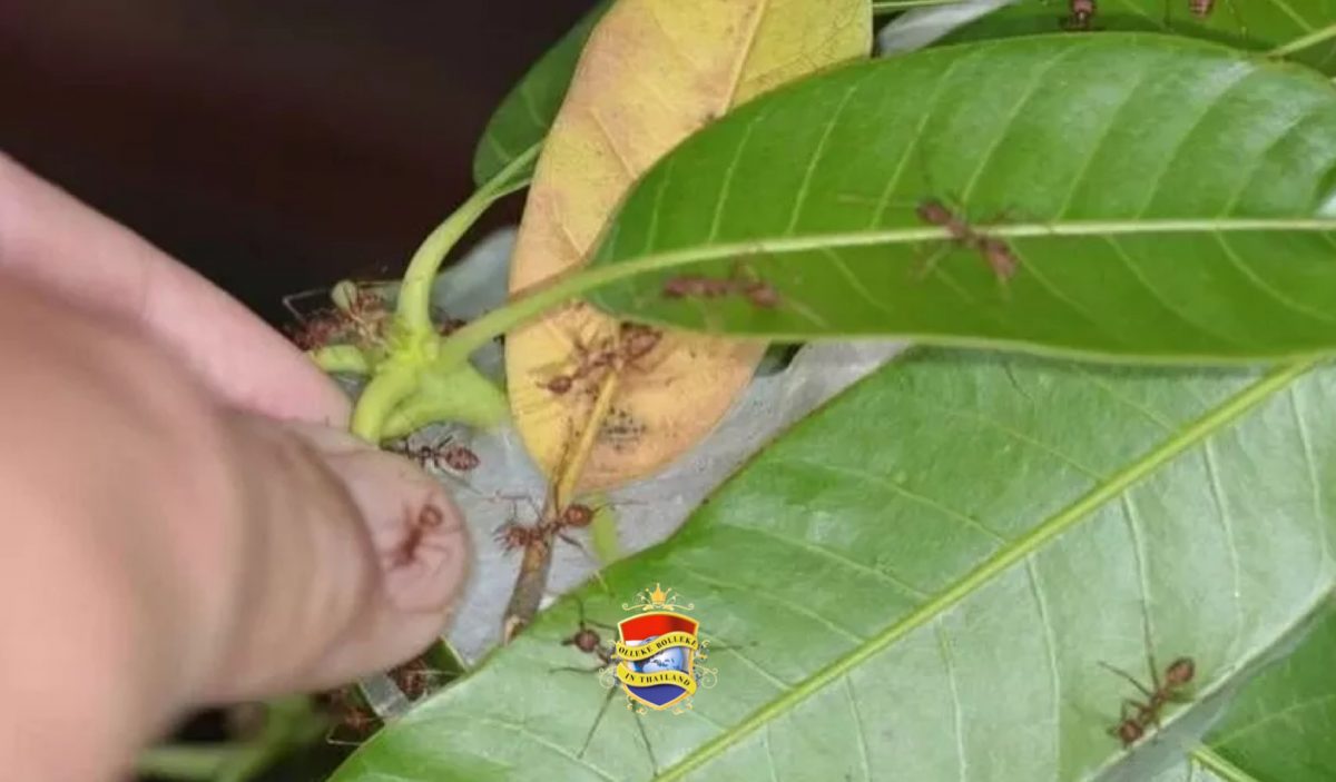 🎥 | Man in Noord-Thailand wordt tijdens een poging zijn penis te vergroten door honderden mieren in zijn penis gebeten 