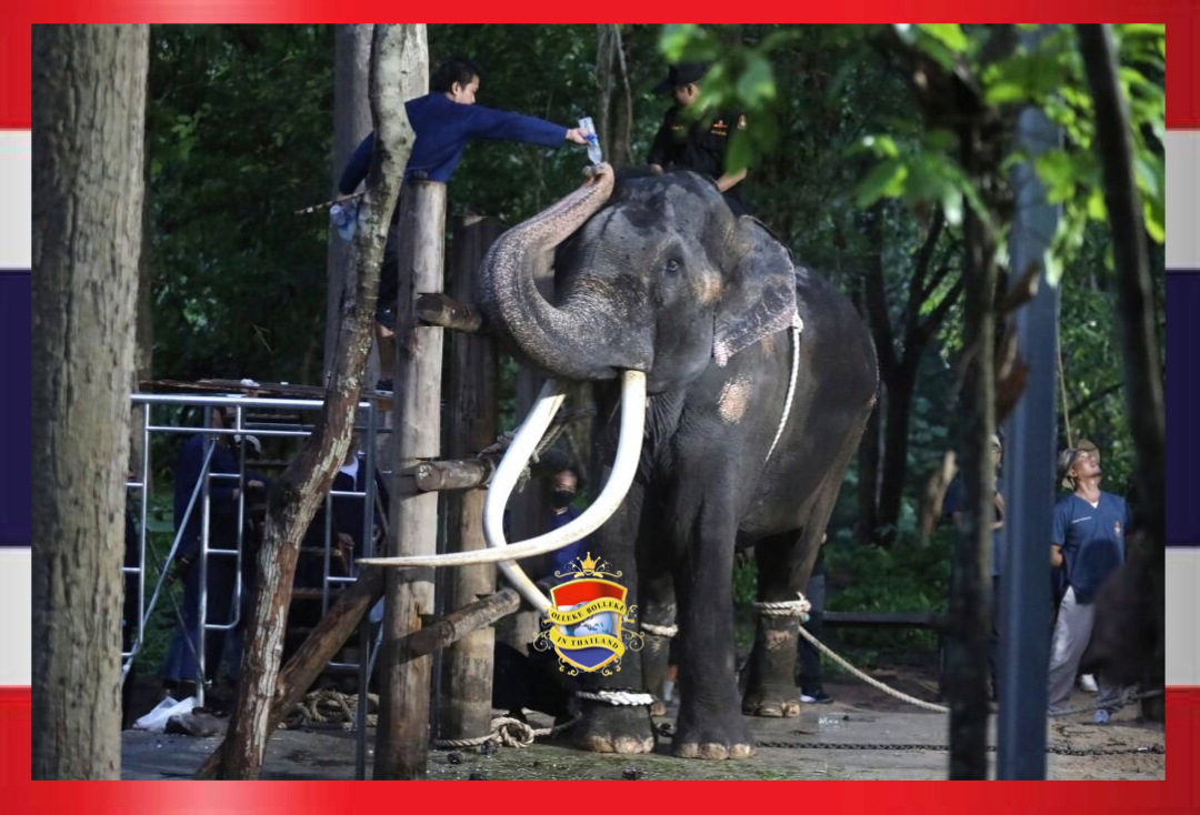 De koninklijke familie van Thailand eert de Sri Lankaanse mahout van olifant Sak Surin