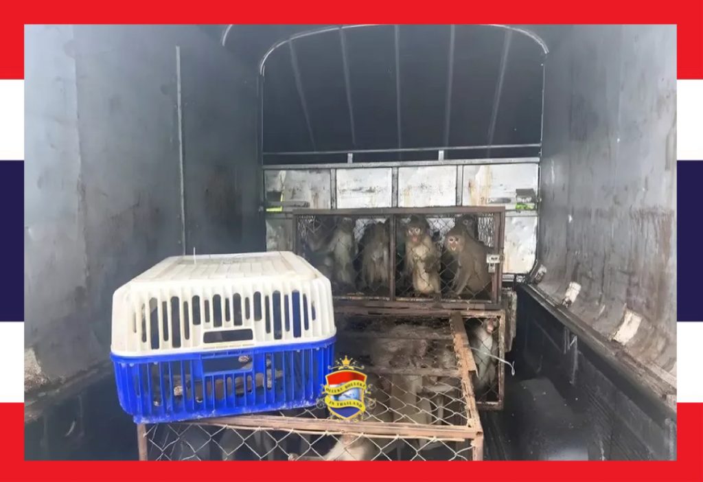 Grenspolitie weet in Noordoost-Thailand 62 makaak apen uit de handen van dierensmokkelaars te redden