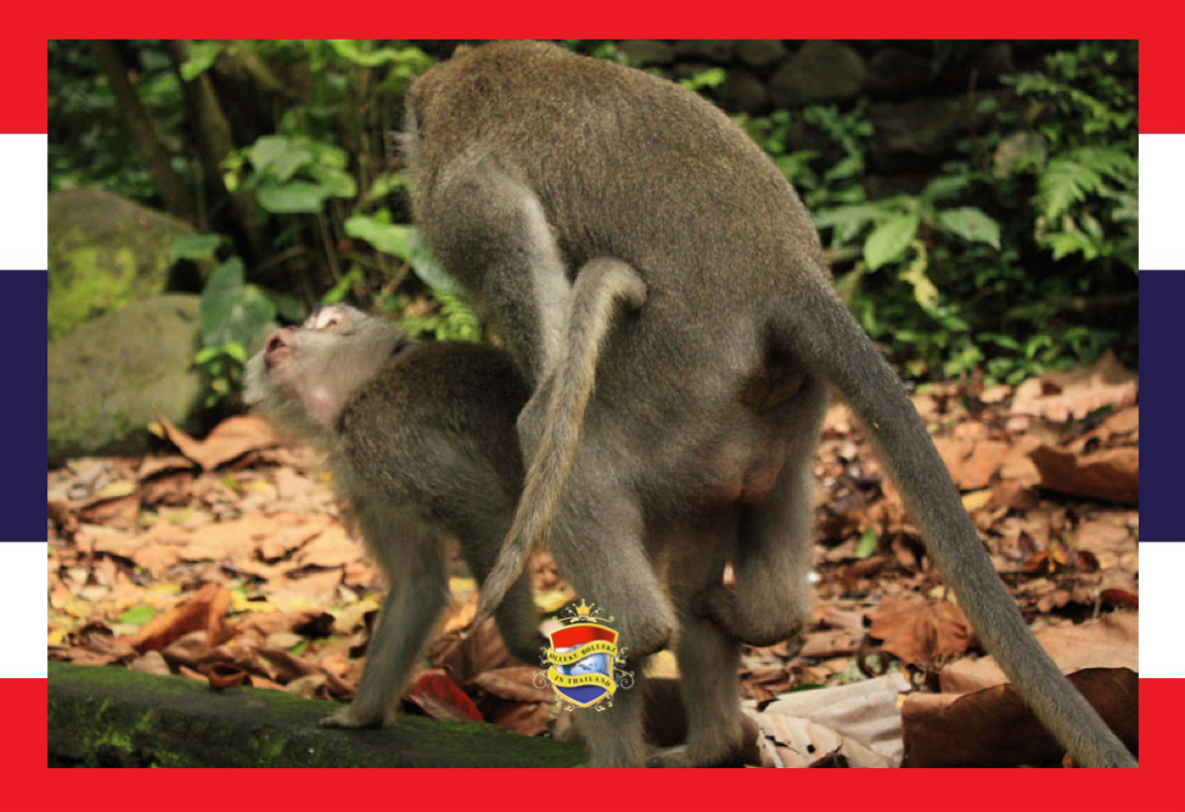 Bewoners van Phetchaburi klagen steen en been over de stelende makaken, die zich in razende tempo vermenigvuldigen 