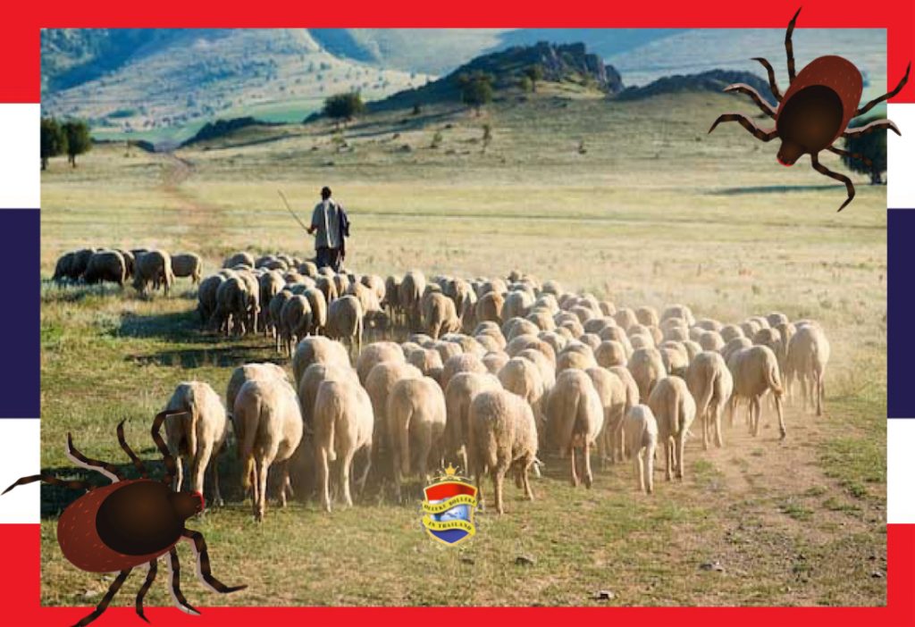 De Krim-Congo-koorts laat Thailand links liggen maar de gevallen van knokkelkoorts nemen toe