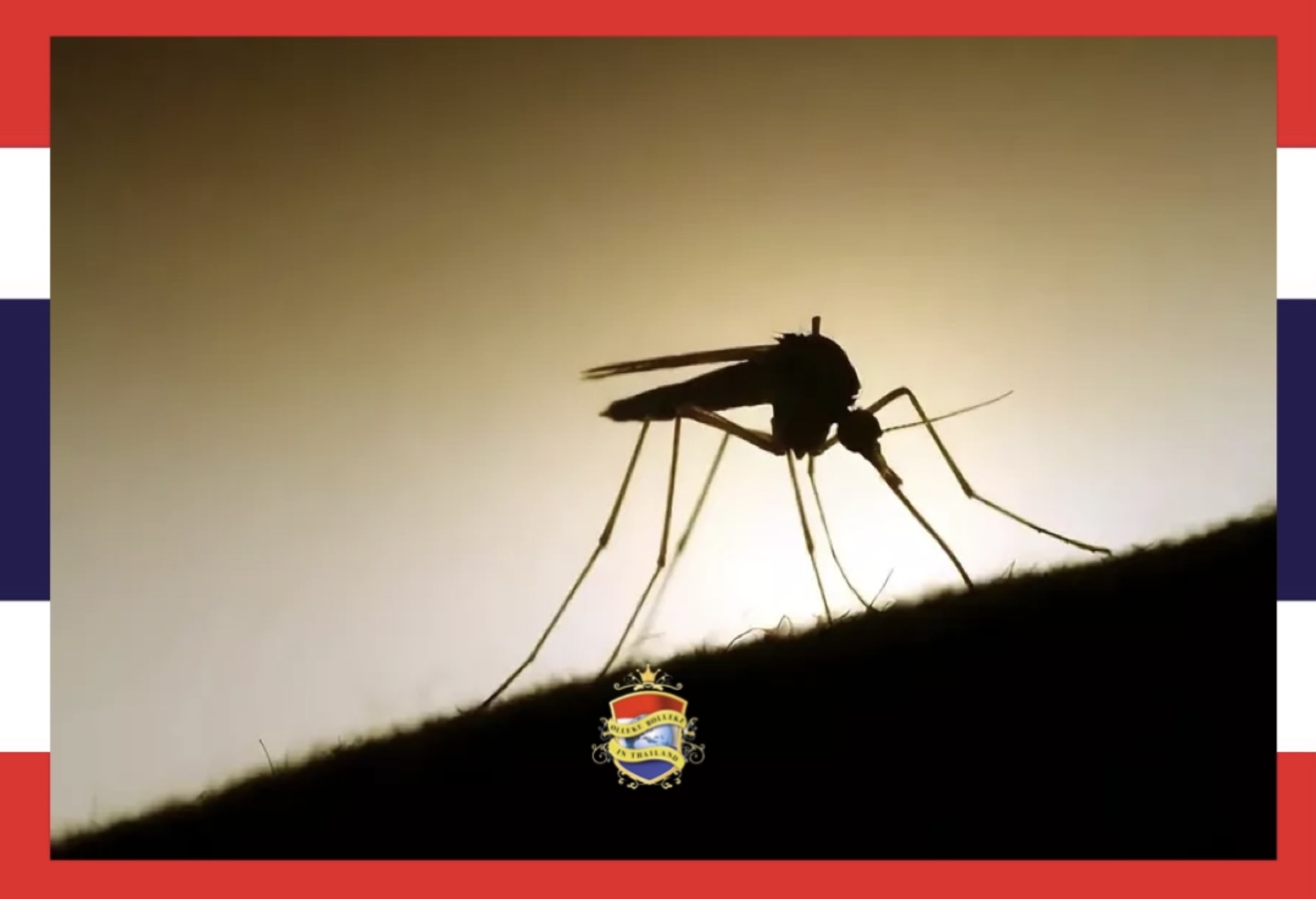 Het aantal Denque gevallen in Thailand gestegen tot 5000 – 6000 per week