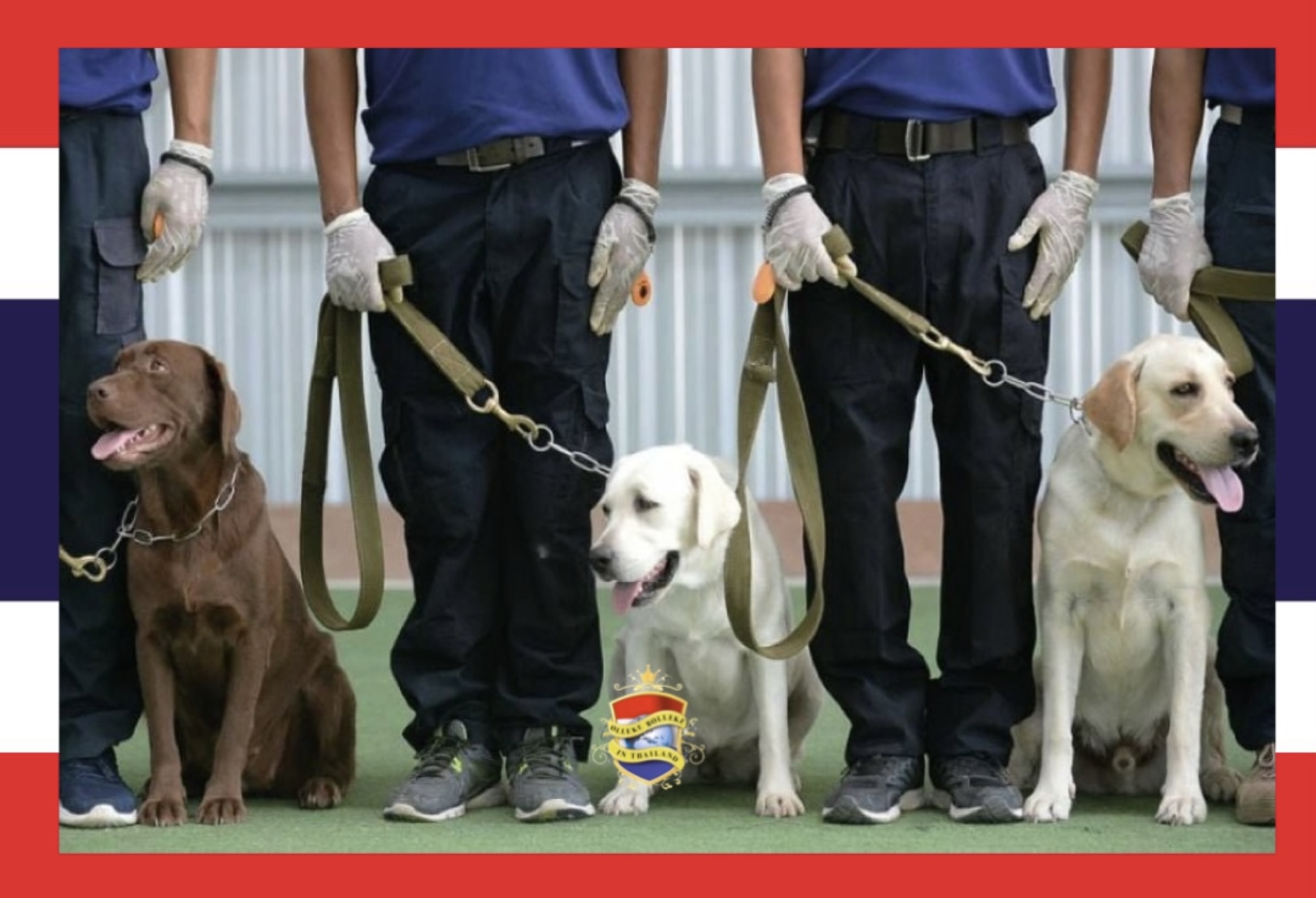 De speurhonden van Thailand’s eerste trainingscentrum zullen drugssmokkelaars een flink poepie laten ruiken, het beloofd een snuffelend succes te worden