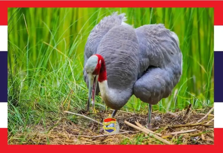 In Noordoost-Thailand zijn eieren van de beschermde Sarus kraanvogel gevonden 