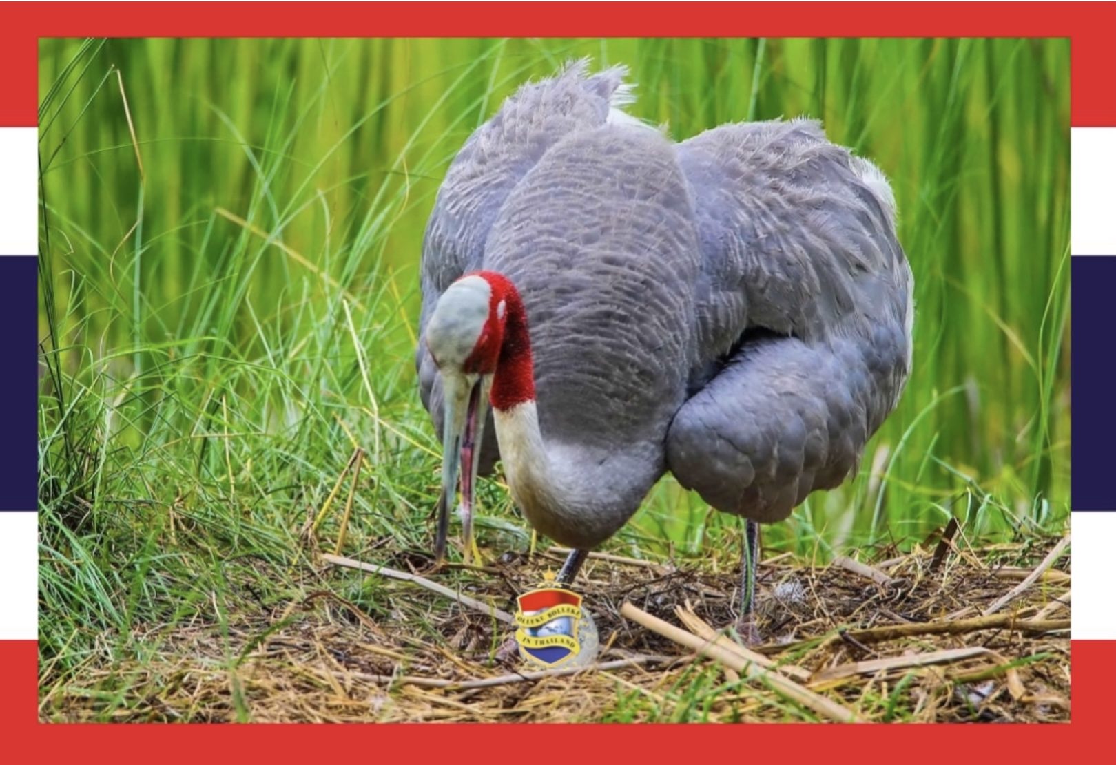 In Noordoost-Thailand zijn eieren van de beschermde Sarus kraanvogel gevonden