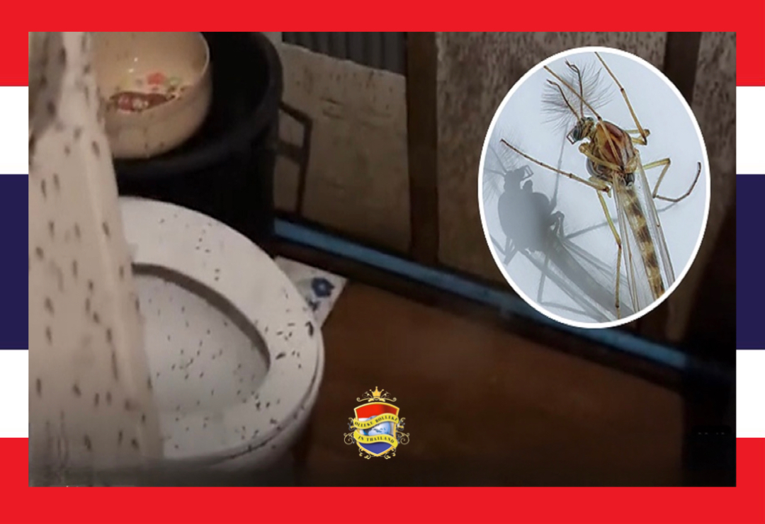 🎥 SURPRISE !  Thaise man treft duizenden smerige insecten in zijn badkamer aan