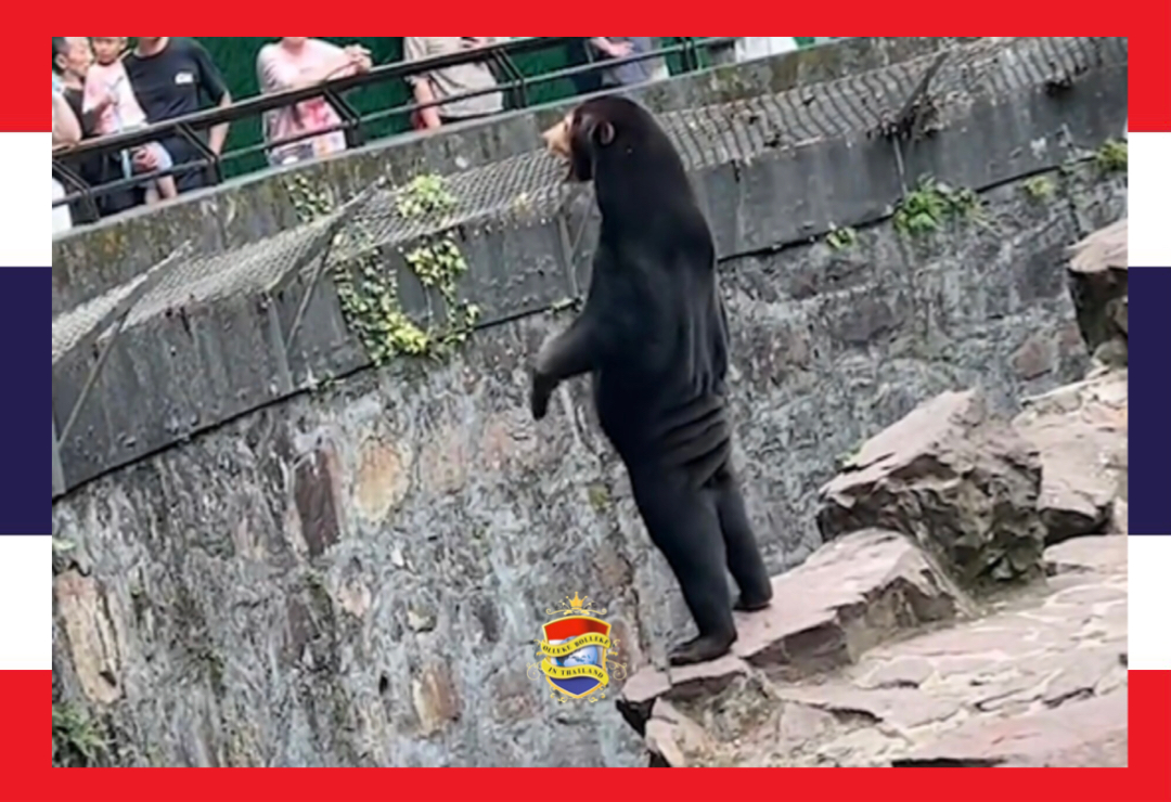 🎥 | Beregroot schandaal in Chinese dierentuin: zijn de zonneberen mensen in berenpakken? 