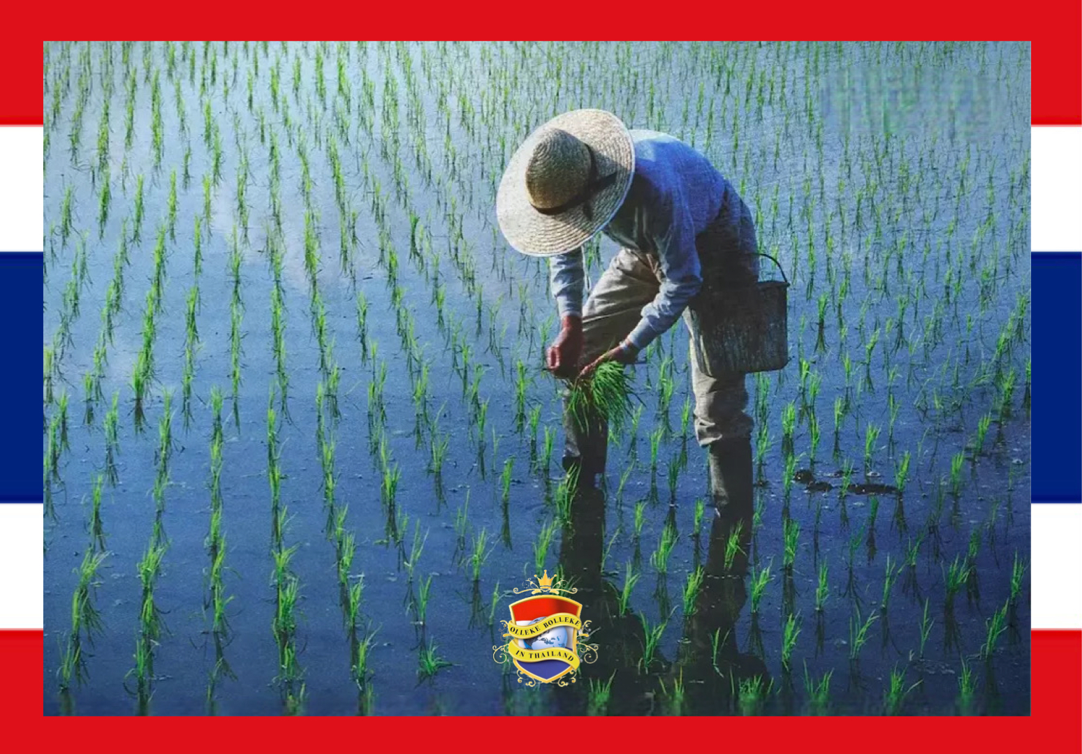 Er wordt eens 8 miljoen euro geïnvesteerd in het Thai Rice NAMA-project gepompt