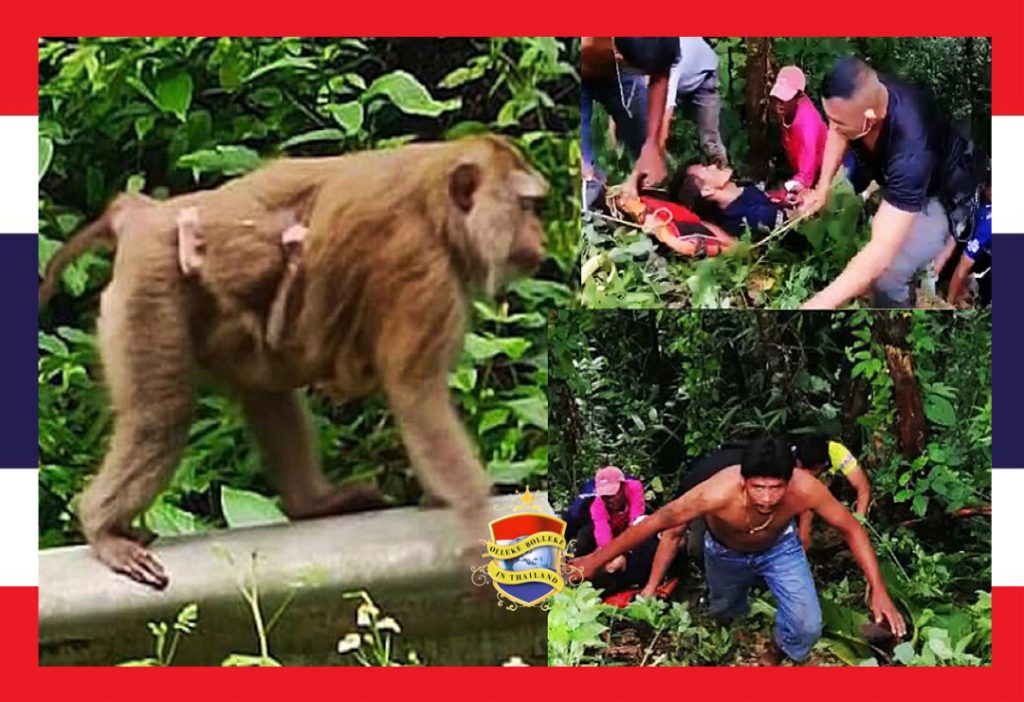 Man gaat in Zuid-Thailand langs de weg plassen, bende wilde apen valt hem aan en bijt hem in zijn “peepee”
