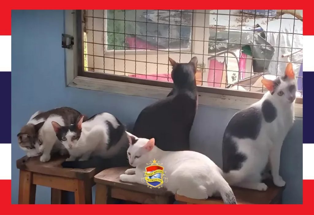 Stadsbestuur van Bangkok gaat het escalerende probleem van zwerfkatten in de hoofdstad aanpakken