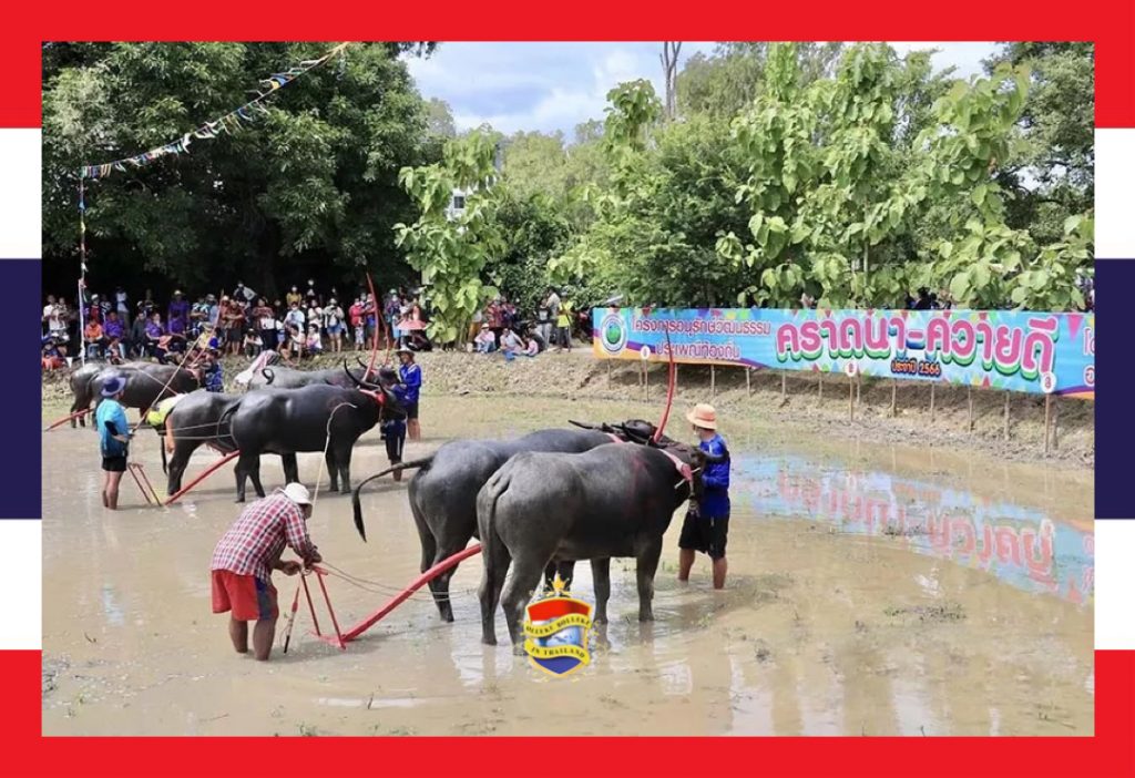 Er heerste gisteren opwinding en spanning bij de jaarlijkse buffelrace in Chonburi