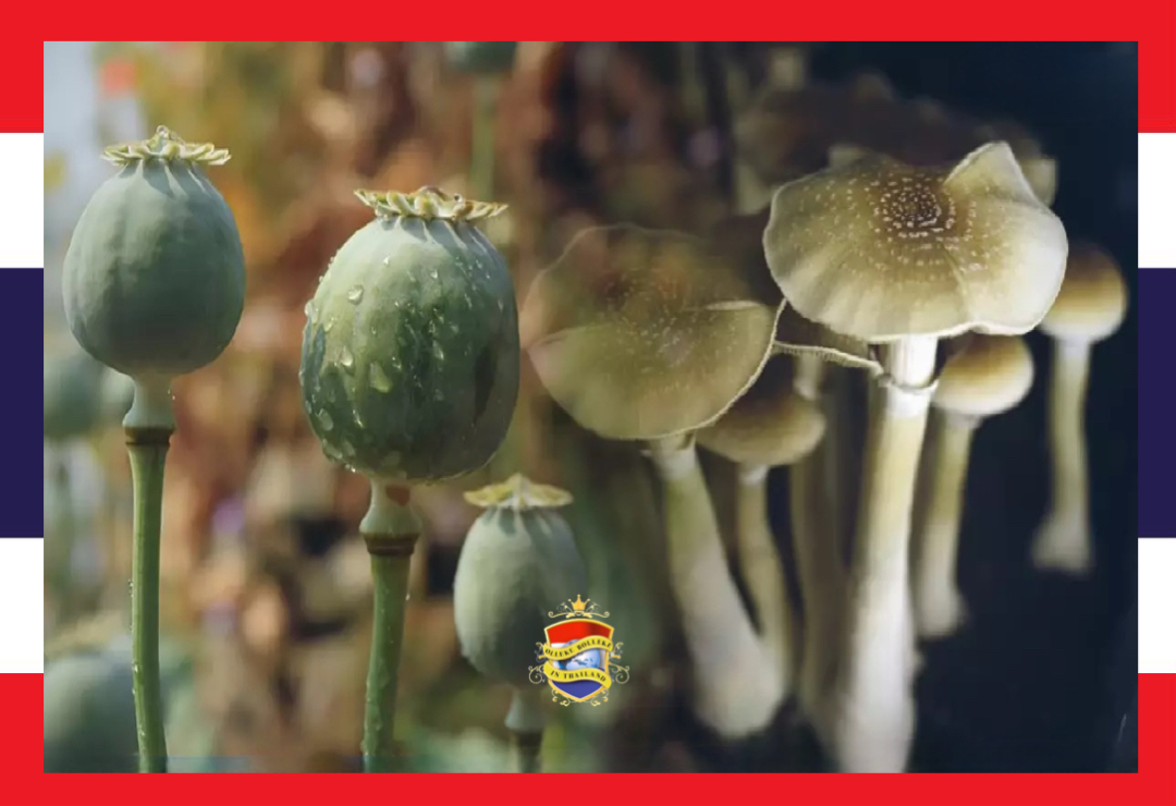 Thailand gaat opium en paddo’s telen om morfine voor medicinale doeleinden te produceren!