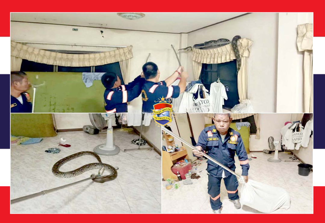 Uit de kluiten gegroeide python gevangen in Oost-Pattaya gearresteerd