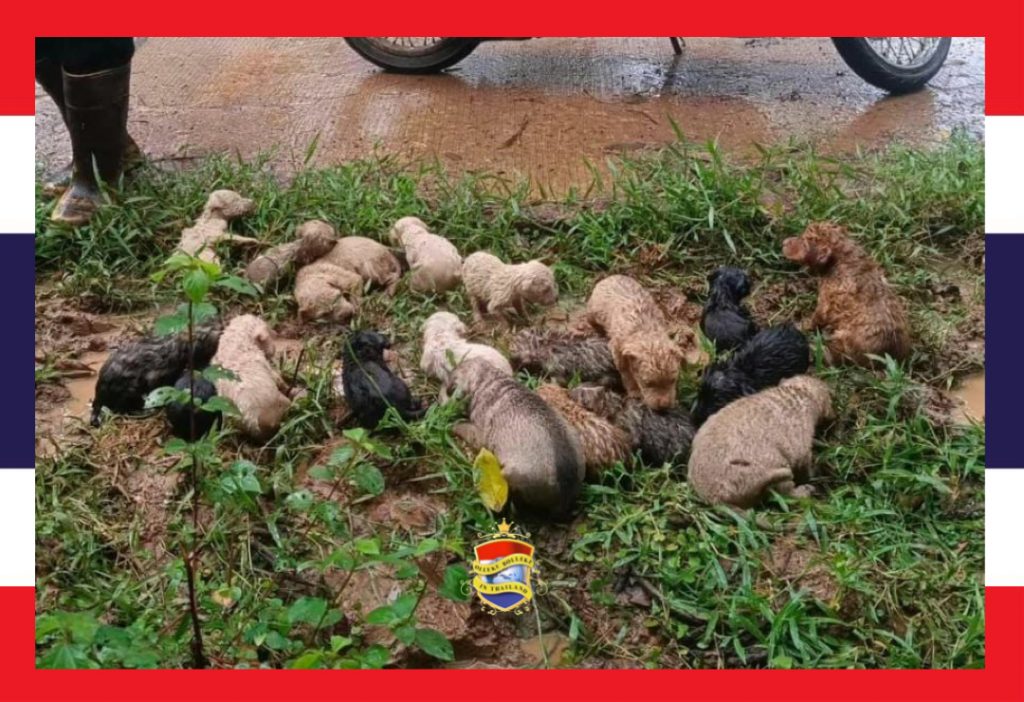 Thaise vrouw redt in Noordoost-Thailand 19 puppy’s van de hongerdood die waren in het bos waren achtergelaten