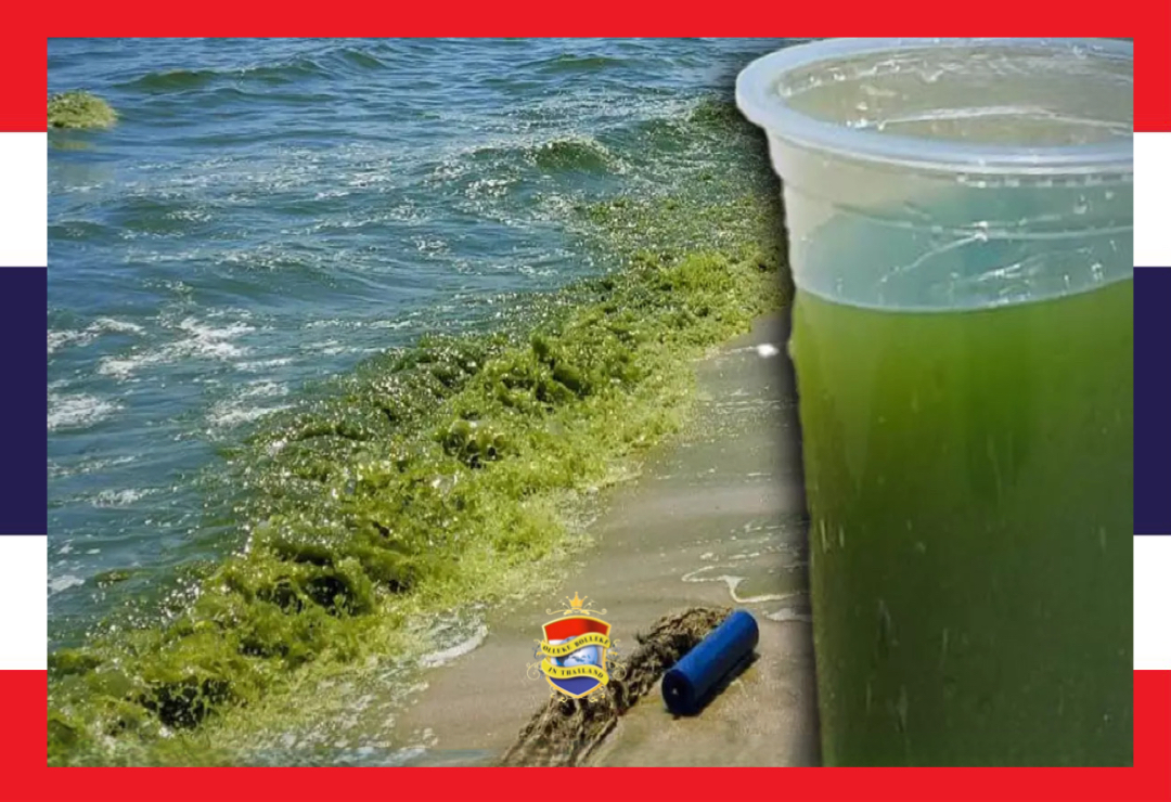 Toeristen mijden massaal het strand van Bang Saen omdat plankton de zee groen kleurt