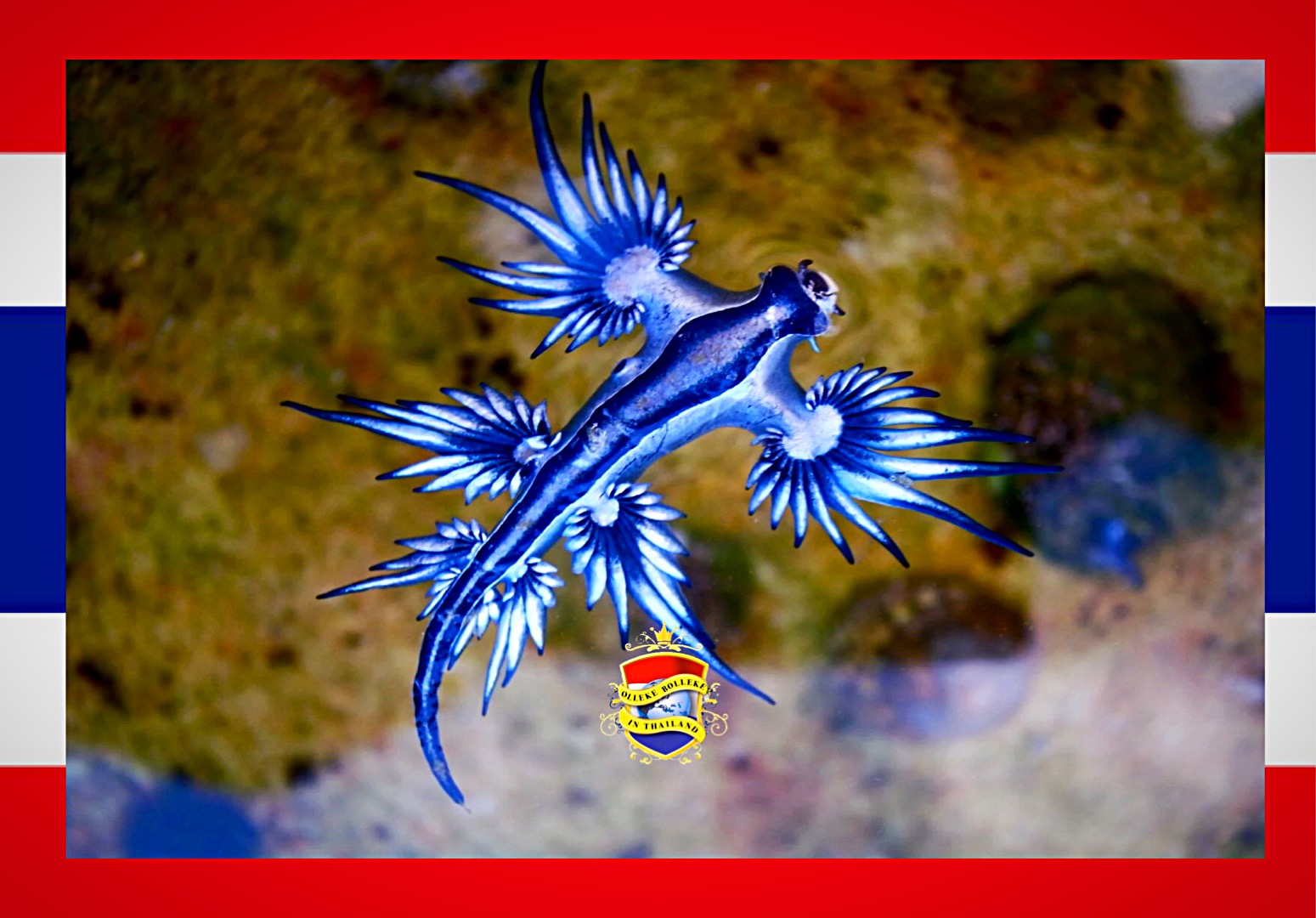 Waarschuwing voor strandliefhebbers in Thailand: de giftige blauwe draken-zeeslak is in Phuket gespot