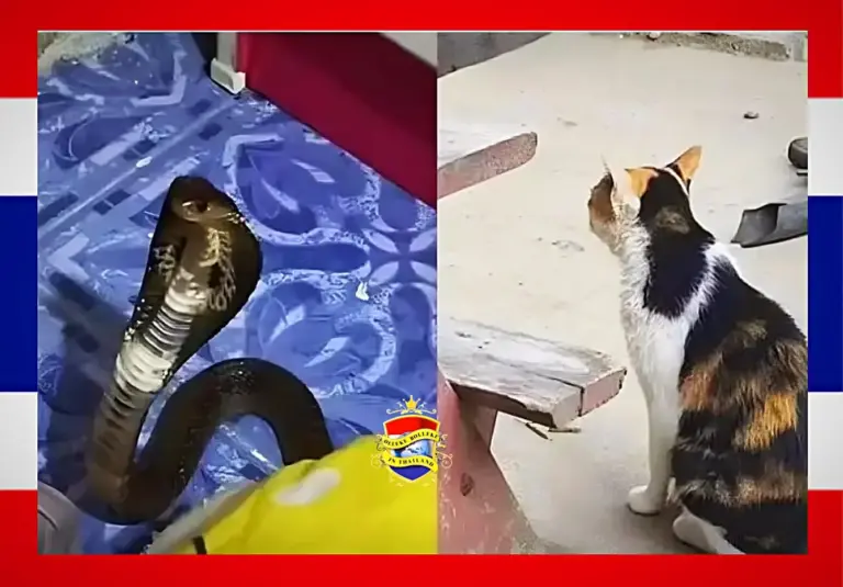 Een onbevreesde kat redt het leven van een 12-jarig bedlegerig meisje in Centraal-Thailand 