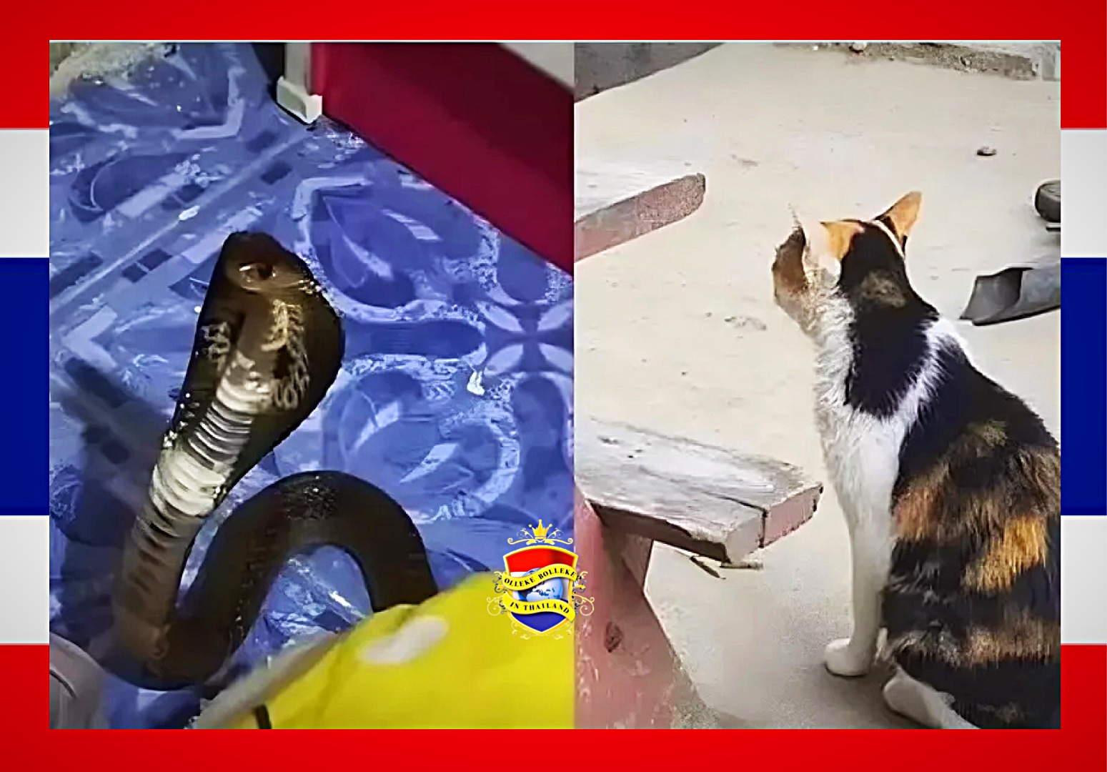 Een onbevreesde kat redt het leven van een 12-jarig bedlegerig meisje in Centraal-Thailand