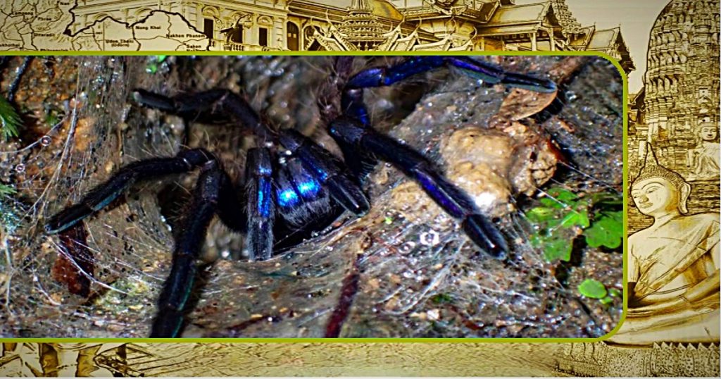 In Thailand is een nieuwe blauwe vogelspinnensoort ontdekt, die je haren overeind doet staan