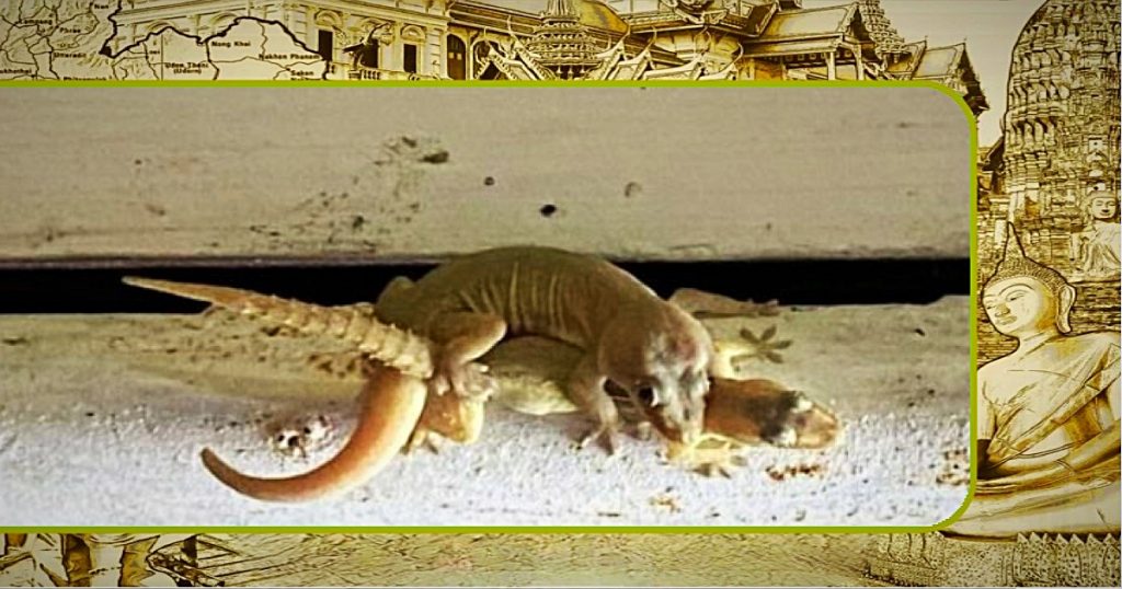 Gekko-liefde leidt in Noord-Thailand tot loterijgeluk 