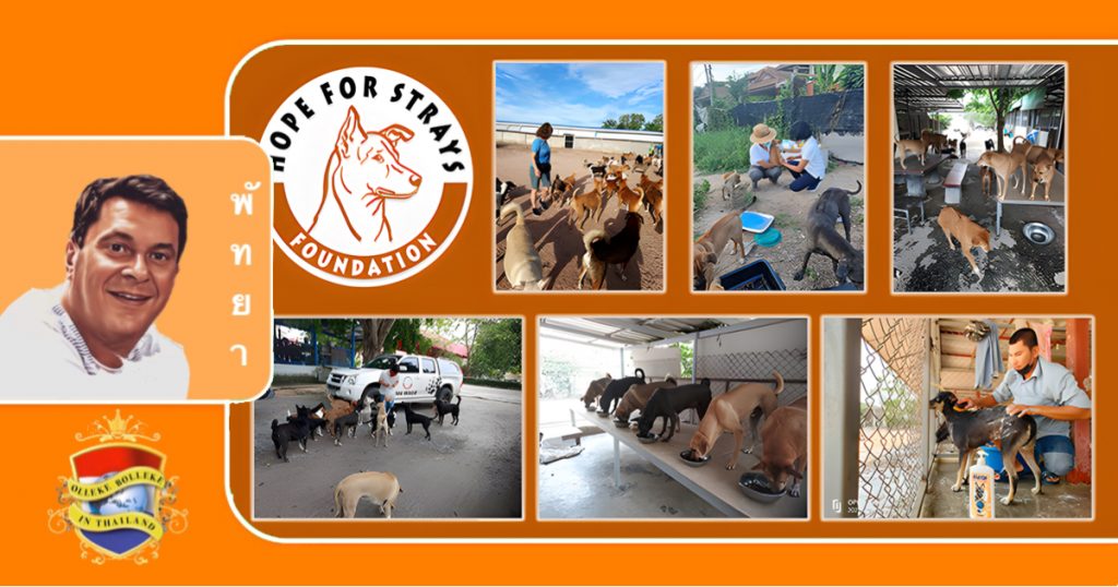 Stichting “Hope for Strays” in Pattaya lanceert een campagne om een ​​nieuw onderkomen voor 300 honden veilig te stellen
