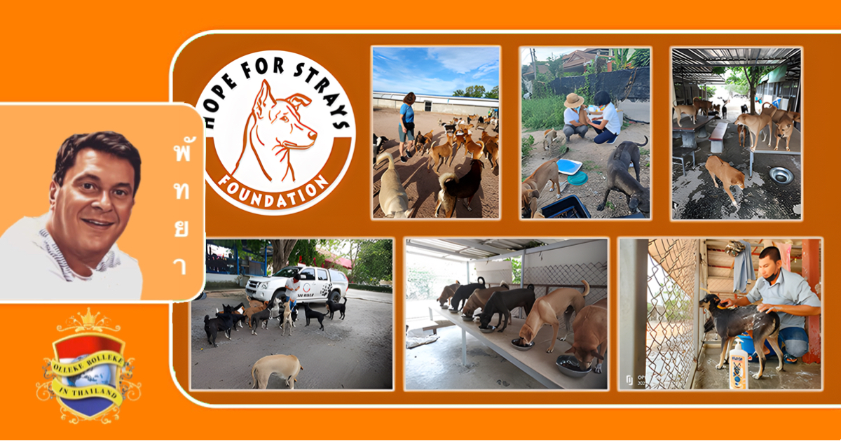 Stichting “Hope for Strays” in Pattaya lanceert een campagne om een ​​nieuw onderkomen voor 300 honden veilig te stellen