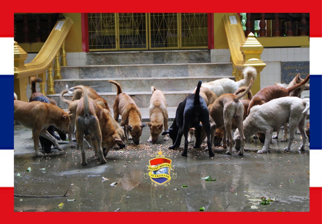 Tempelhonden in Noordoost-Thailand vergiftigd, deze wrede dierenmishandeling wordt onder Facebook gebruikers zwaar veroordeeld