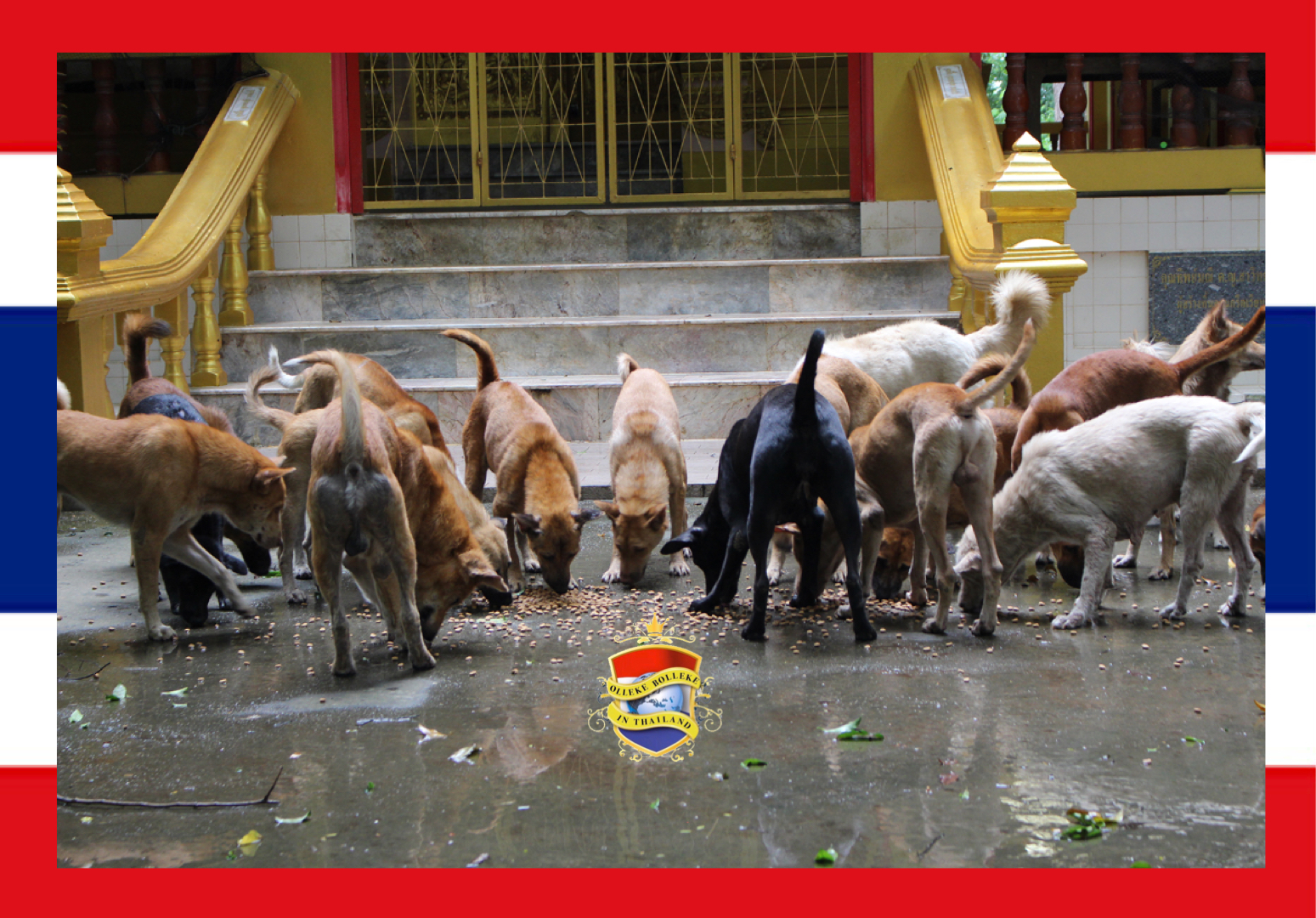 Tempelhonden in Noordoost-Thailand vergiftigd, deze wrede dierenmishandeling wordt onder Facebook gebruikers zwaar veroordeeld