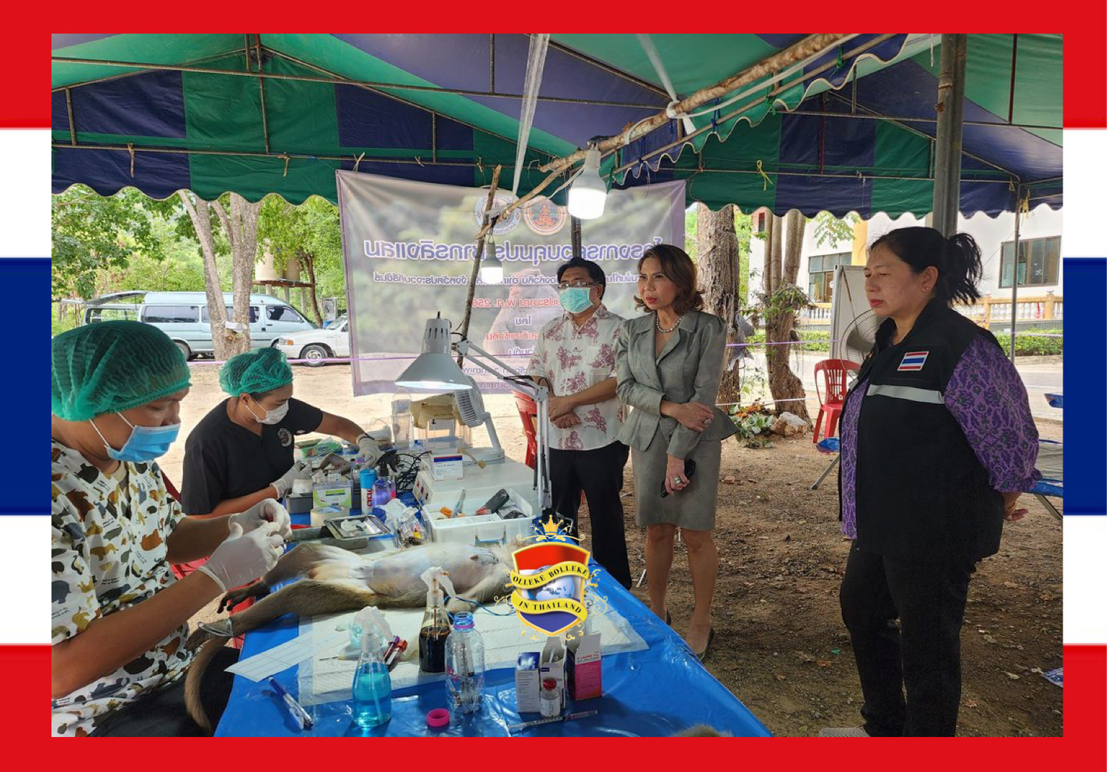 Sterilisatieprogramma voor de honderden makaak-apen in Hua Hin opgestart