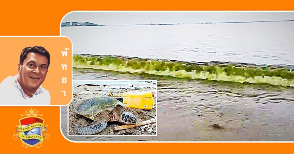 Aangespoelde groene zeeschildpad in Oost-Thailand baart zorgen over het leven in zee