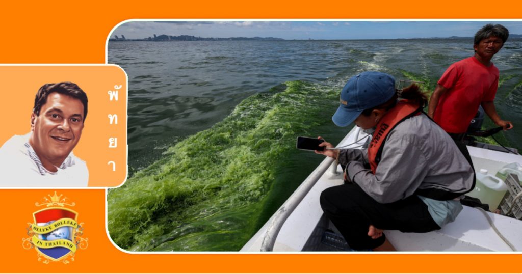 Klimaatcrisis: extreme planktonbloei verstikt zeeleven in Oost-Thailand