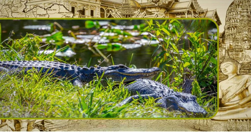Verschillende ontsnapten krokodillen zorgen in Centraal-Thailand voor onrust