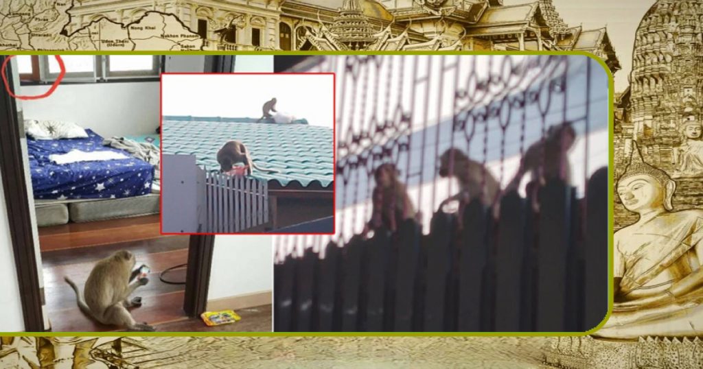 Honderden apen ‘kraken’ de huizen in de wijk Bang Khun Thian in Bangkok, bewoners zijn radeloos