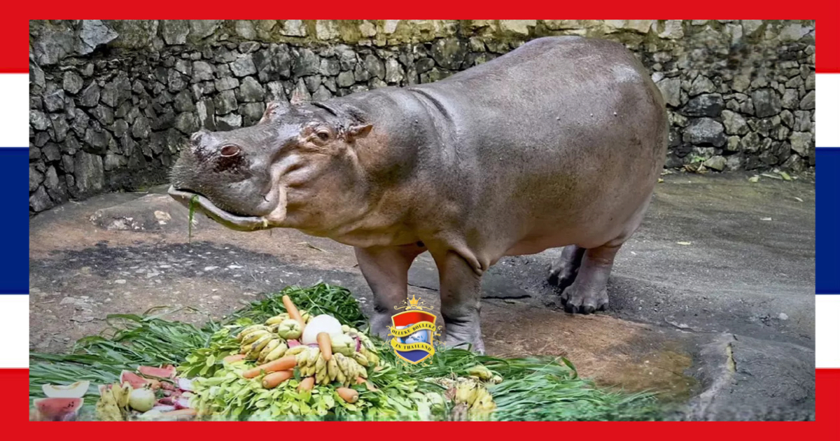 Komend weekend wordt het oudste nijlpaard van Thailand, de van oorsprong Nederlandse “Auntie Mae in het zonnetje gezet 