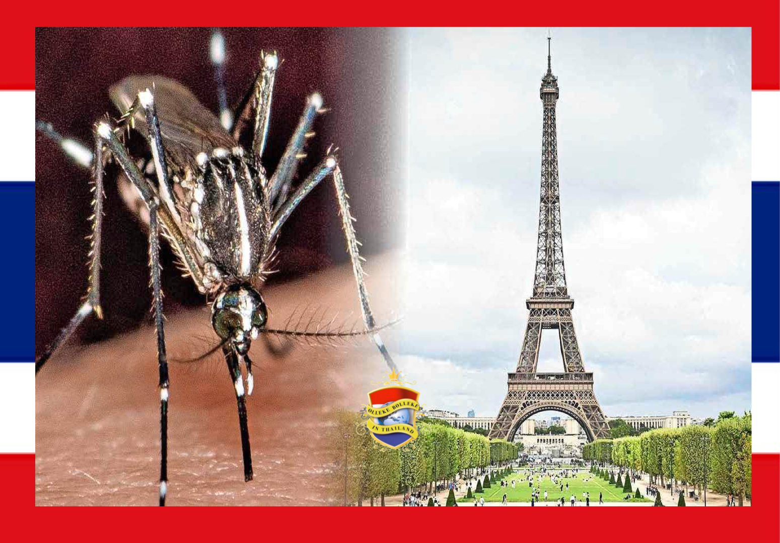 De Tijgermug vliegt langzaam maar gestaag onze kant op, volgens de dagblad de Telegraaf ……een tikkende tijdbom!