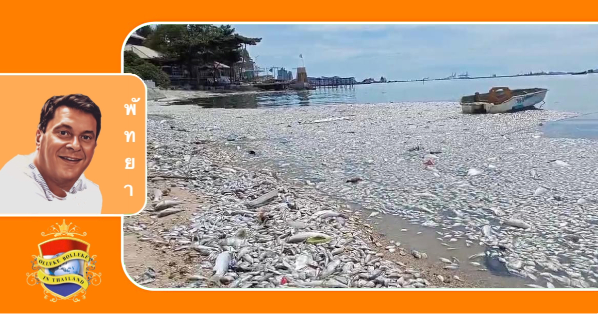 Tonnen dode vis op de strand van Sri Racha aangespoeld