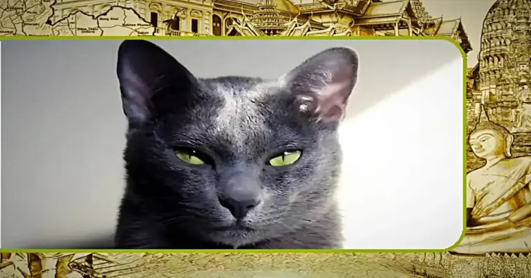 De majestueuze Korat Kat, heeft heeft smaragdgroene ogen en is één van de mooiste kattenrassen van Thailand