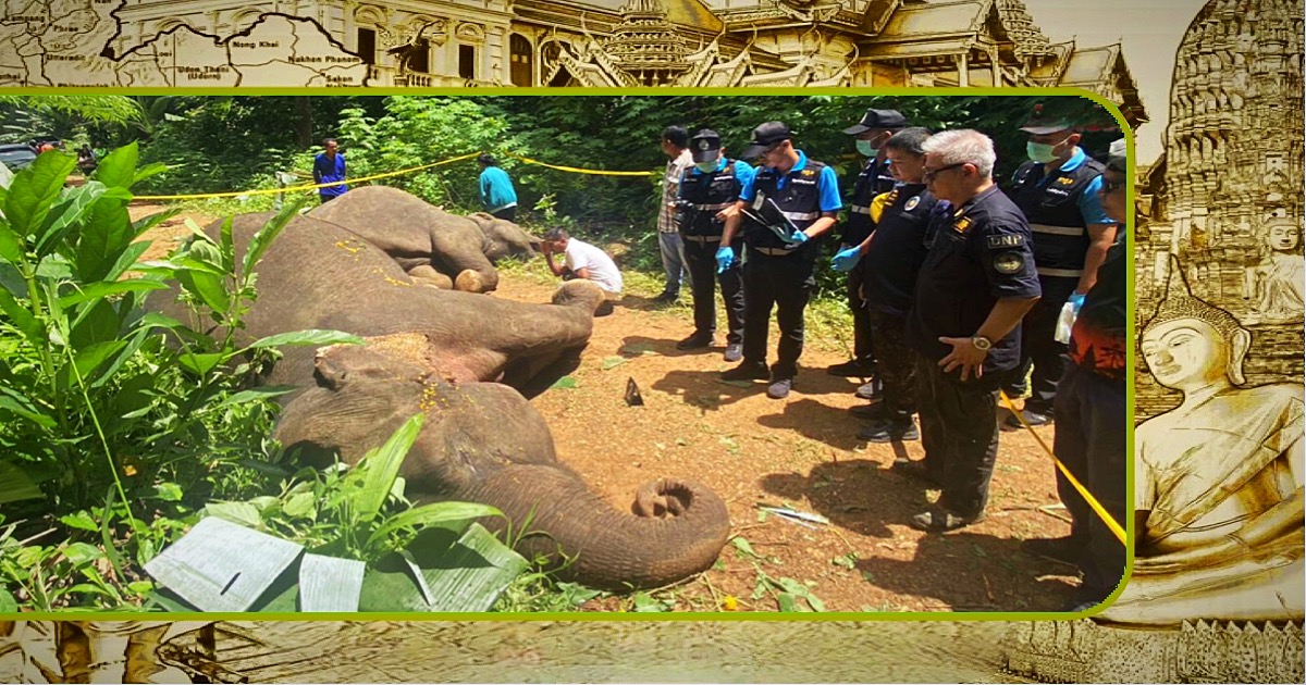 Twee wilde olifanten in een durian boomgaard in Zuid-Thailand geëlektrocuteerd 