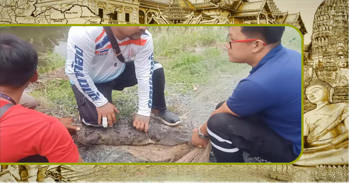 ‘Crocodile Dundee’ in Noord-Thailand opgeroepen om een levensgrote krokodil te vangen