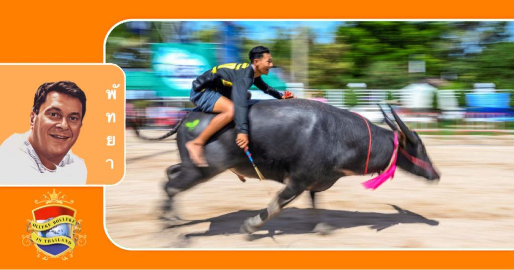 Nog even en de buffels denderen weer langs de toeschouwers tijdens het “Buffalo festival” in Chonburi