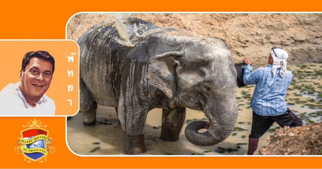 Op leeftijd zijnde olifant uit het olifantenkamp uit Pattaya gered, ervaart voor het eerst vrijheid in nieuw opvanghuis