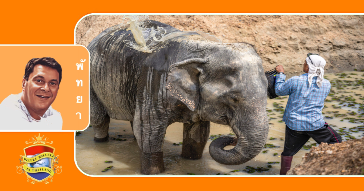 Op leeftijd zijnde olifant uit het olifantenkamp uit Pattaya gered, ervaart voor het eerst vrijheid in nieuw opvanghuis