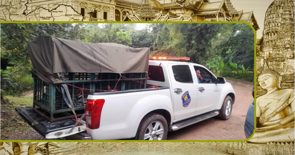 Zwarte beer betrapt na het stelen van voedsel van lokale bewoners in centraal Thailand 