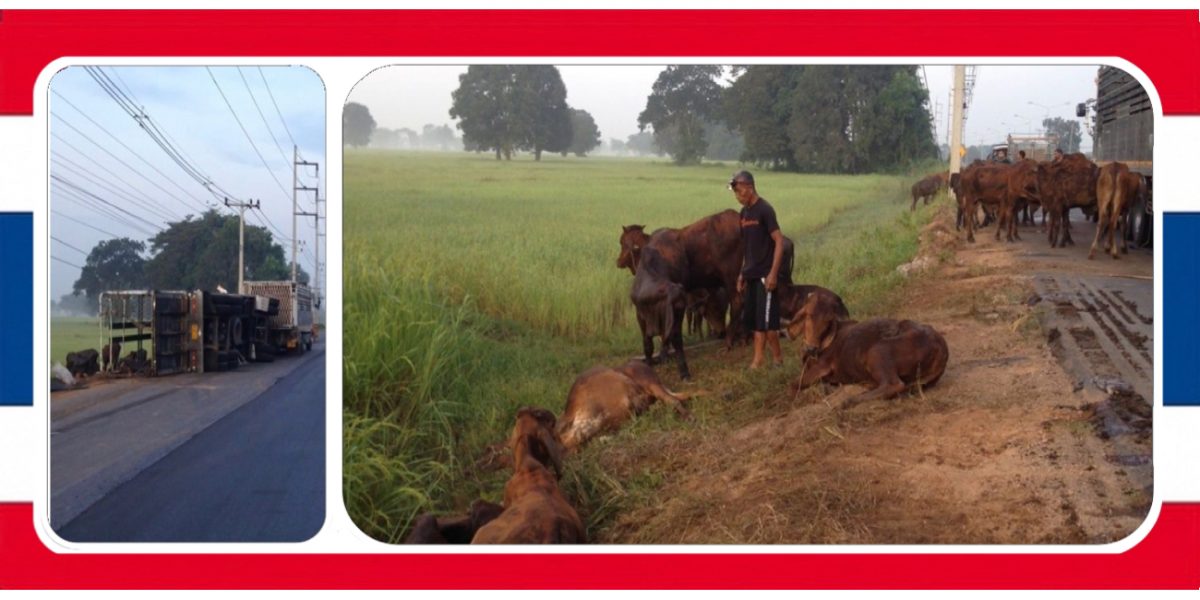 Vrachtwagen met koeien kantelt in Noordoost-Thailand, zeven koeien gedood