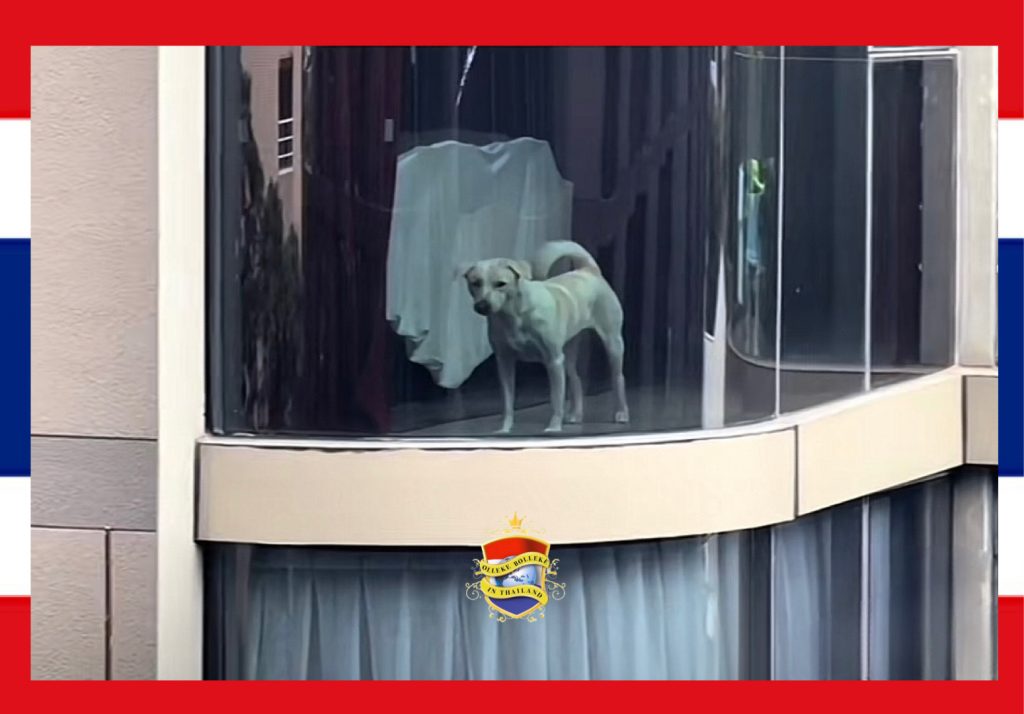 Het luizenleventje van een straathond gaat in Thailand viraal, de viervoeter woont in een appartement van 30 miljoen baht