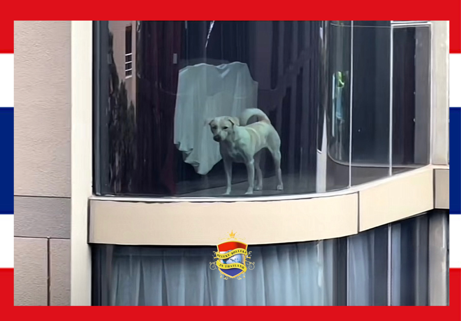 Het luizenleventje van een straathond gaat in Thailand viraal, de viervoeter woont in een appartement van 30 miljoen baht