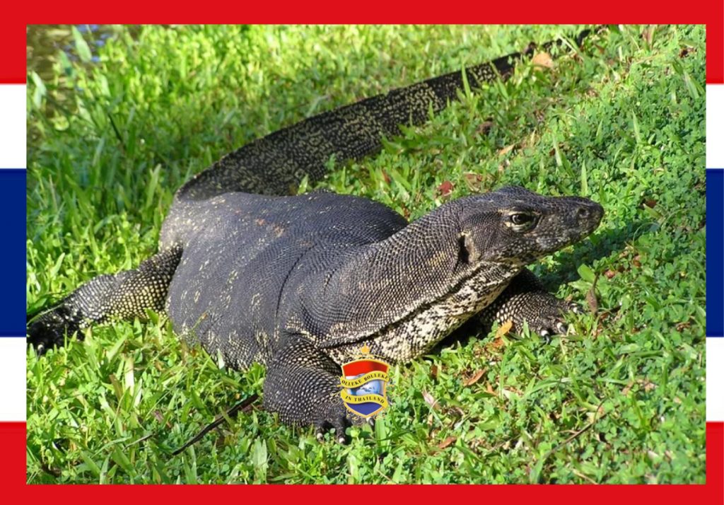 De varanen van Thailand zijn de majestueuze dieren in het tropische Thaise paradijs
