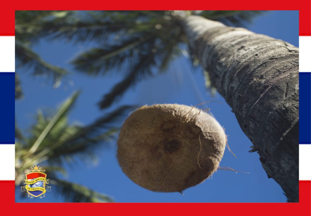 Hoe hoog is het risico dat u in Thailand een kokosnoot op uw kanis krijgt?